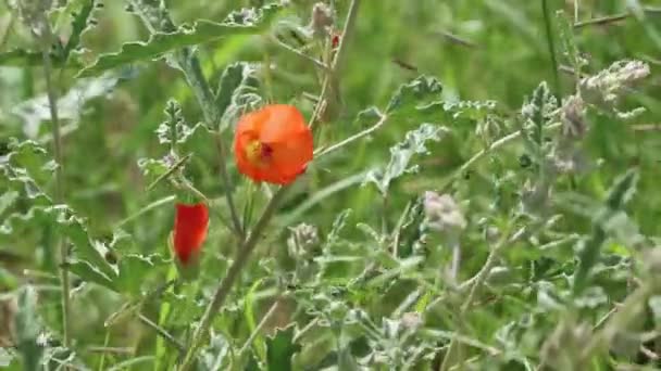 Oranje Bloeiende Axillaterminale Onbepaalde Bloeiwijze Van Smalle Bladwoestijn Mallow Sphaeralcea — Stockvideo