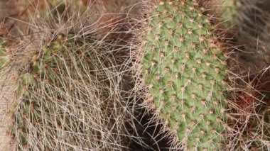 Üst üste binen beyaz, kıvrımlı dikenli dikenli dikenler, aşırı karanlık trikomatik glochidiate armut, Opuntia Polyacantha Variety Erinacea, Cactaceae, yerli monoklasik çalı Little San Bernardino Dağları, Summer.