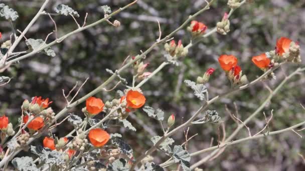 Kwitnienie Pomarańczy Axillaterminal Nieokreślone Racemose Panicle Kwiatostany Pustyni Mountain Globemallow — Wideo stockowe
