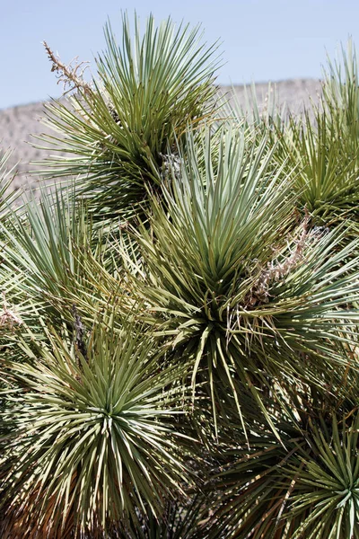 Grüne Einfach Rosagefarbene Distal Kuspidatförmige Blätter Von Mojave Alimentum Yucca — Stockfoto