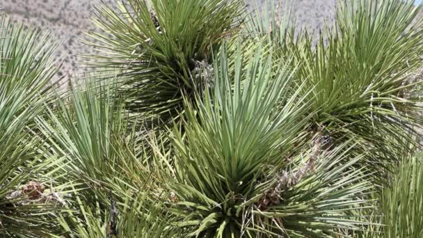 Feuilles Rigides Linéaires Glabres Denticulées Denticulées Mojave Alimentum Yucca Brevifolia — Video