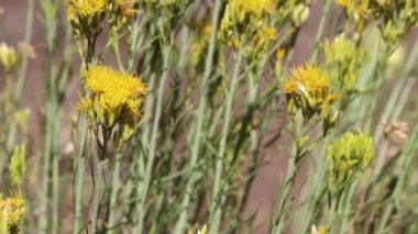 Sarı çiçekli terminal, yarış pisti diskoid kafa kızılötesi Chamisa Tavşan Fırçası, Erikameria Nauseosa, Asteraceae, San Bernardino Dağları 'nda, Enine Sıralar, Yaz.