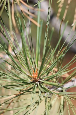 Pinus Jeffreyi, Pinaceae, San Bernardino Dağları, Enine Dağları, Enine Sıraları, Yaz mevsiminde tek yeşil ağaçların belirgin beyaz trikomatik ölçekli bronz tomurcukları..