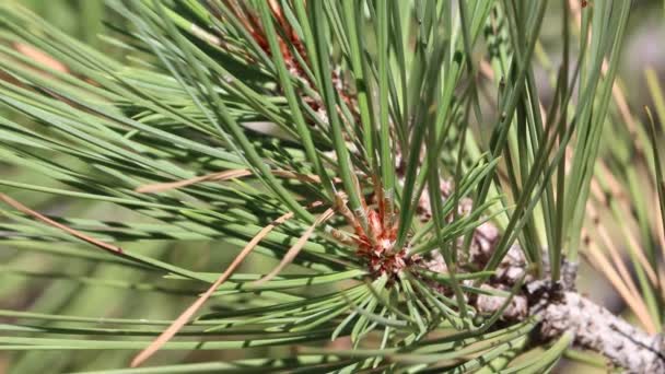 Tan Nonresinous Ovoid Buds Notably White Trichomatic Scale Fringes Pinus — Stock Video