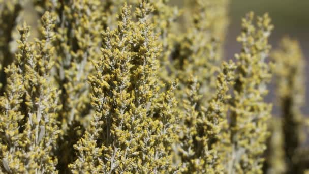 Gelb Blühende Axillaterale Unbestimmte Traubenkopfblüten Des Großen Säbelschnäbels Artemisia Tridentata — Stockvideo