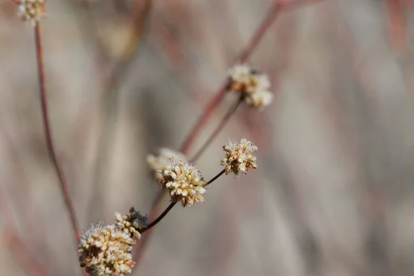 Bílé Kvetoucí Axillaterminální Určují Cymosu Hlavy Květenství Eriogonum Nudum Polygonaceae — Stock fotografie