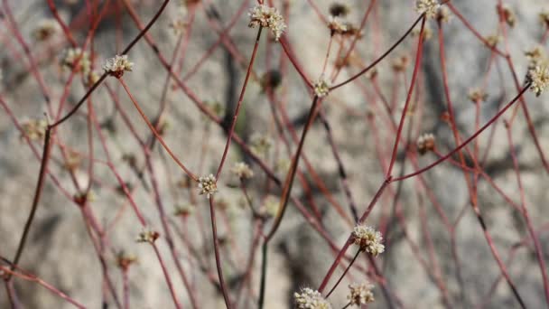 Bílé Kvetoucí Axillaterminální Určují Cymosu Hlavy Květenství Eriogonum Nudum Polygonaceae — Stock video