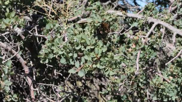 Semiconcaverna Alternata Grigio Verde Spinodentata Foglie Ellittiche Trichomatiche Quercus John — Video Stock