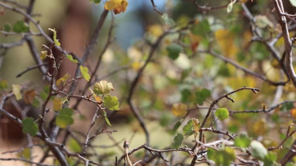 黄緑色のシンプルな交互にほぼ互生し サンエミジオ山脈 横断山脈 秋にワックススグリ リブスセラム グロサリア科 ネイティブ単斜性落葉低木のほぼ一致した三畳紀の葉をきれいに縁付け — ストック動画