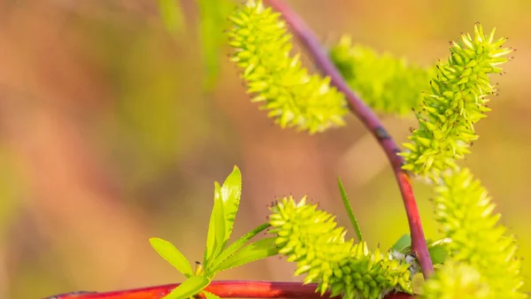 Walnoot bloeit. Walnoten jonge bladeren en bloeiwijze op een stedelijke achtergrond. bloem op de tak van de boom in het voorjaar. Honingplanten Oekraïne — Stockfoto