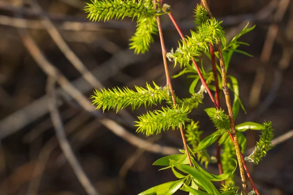 Florece la nuez. Las nueces las hojas jóvenes y la inflorescencia sobre el fondo de la ciudad. flor en la rama del árbol en la primavera. Plantas de miel Ucrania Fotos De Stock Sin Royalties Gratis