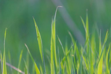 Kopyalama alanı olan parlak yeşil çimenler.