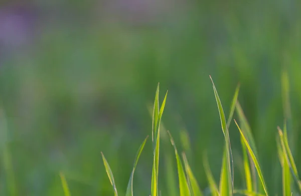Ярко-зеленая трава в крупном плане с копировальным пространством . — стоковое фото