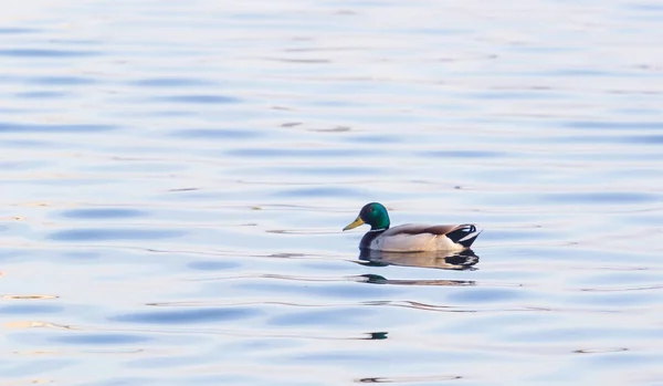 Le canard nage dans l'eau. Canard sur l'eau. Natation du canard — Photo