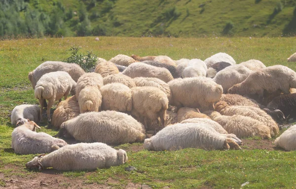 这些羊睡个好觉.格鲁吉亚山区 — 图库照片