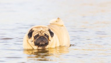 Şirin bir köpek. Pug, Dinyeper nehrinde yüzüyor.