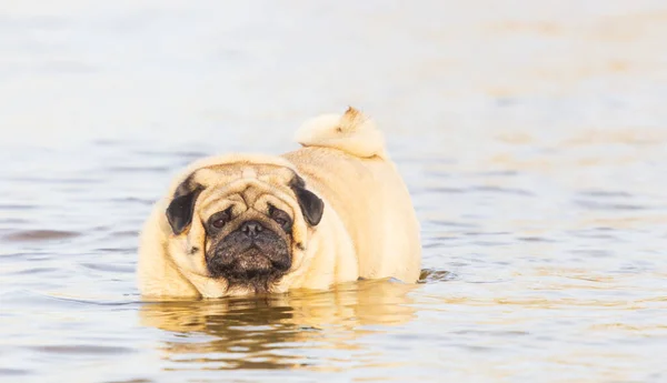 Ein süßer Hund Mops schwimmt im Fluss Dnjepr Stockbild
