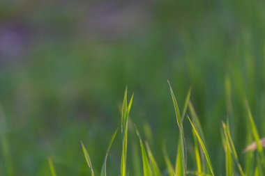 Kopyalama alanı olan parlak yeşil çimenler.