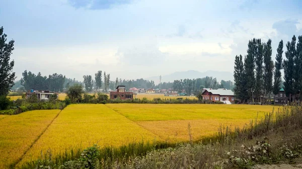 Piękny Krajobraz Sonamarg Kashmir — Zdjęcie stockowe