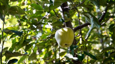 Sonamarg Kashimir 'deki Elma Vadisi