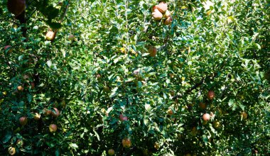 Sonamarg Kashimir 'deki Elma Vadisi