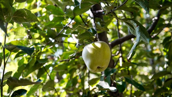 Sonamarg Kashimir 'deki Elma Vadisi