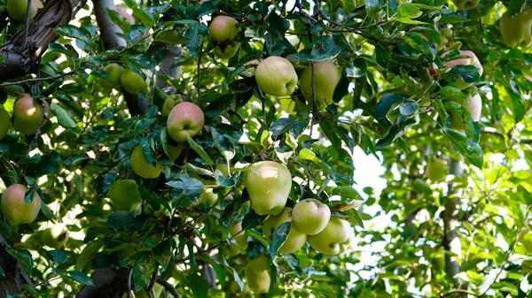 Jabłkowa Dolina Sonamarg Kashimir — Zdjęcie stockowe