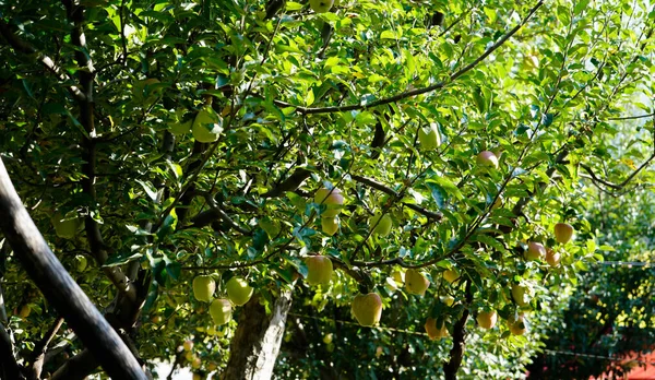 Яблочная Долина Сонамарг Кашимир — стоковое фото
