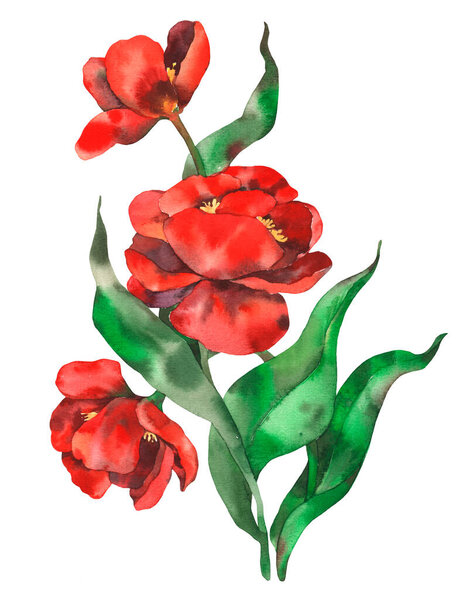 Red flowers.  Tulips.  Watercolor illustration on a white background.