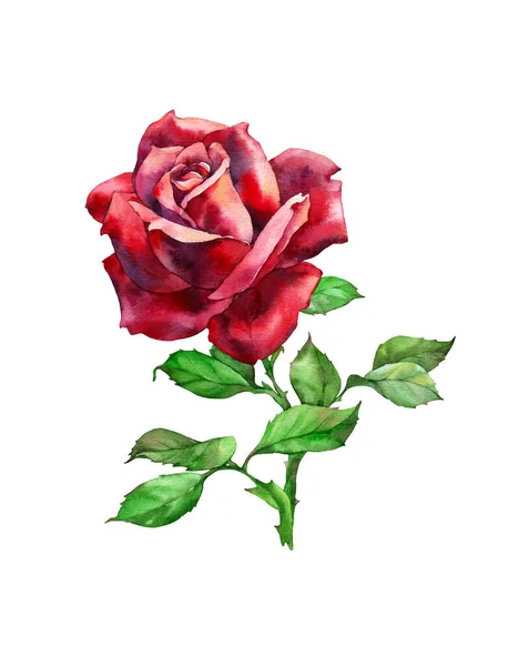 红玫瑰 白色背景上的水彩画 — 图库照片