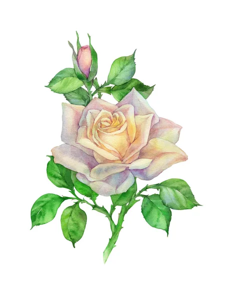 White Rose Watercolor Illustration White Background — Stock Photo, Image