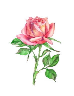  Gül pembesi. Beyaz arkaplanda suluboya çizimi.