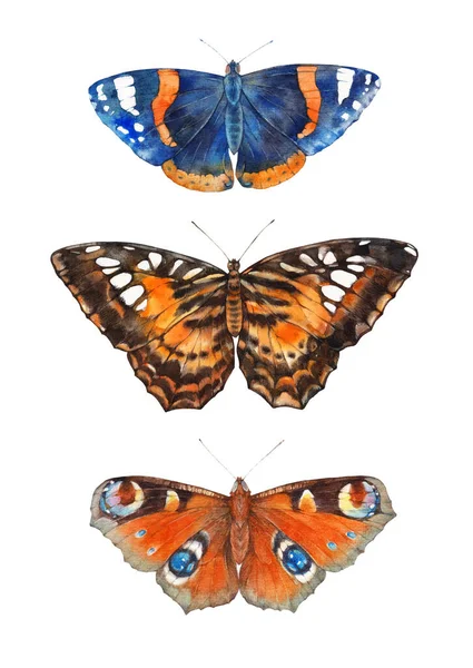 Des Papillons Illustration Aquarelle Sur Fond Blanc — Photo