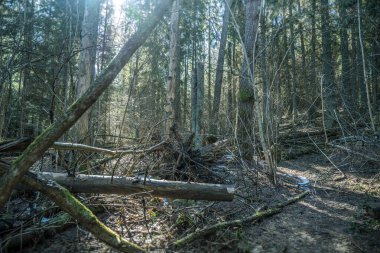 Dokunulmamış doğa, vahşi orman..