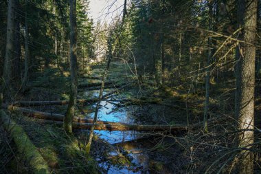 Ormandaki vahşi dere.