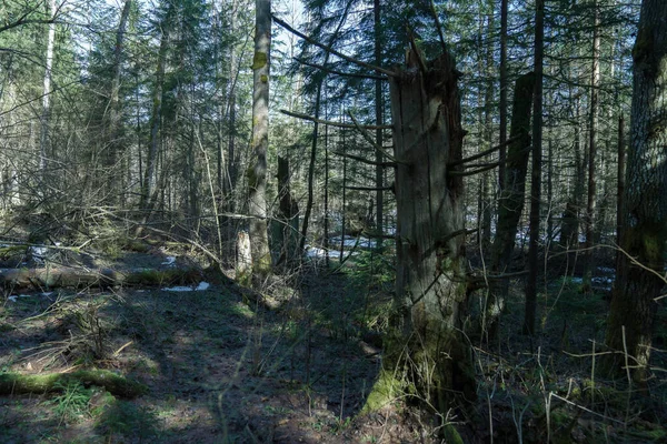 Untouched Nature Wild Forest — стоковое фото