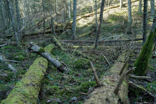 Érintetlen Természet Vad Erdő — Stock Fotó