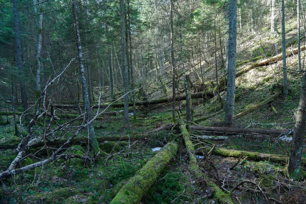 Unberührte Natur Wilder Wald — Stockfoto