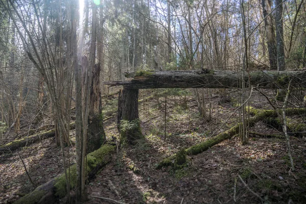 Незаймана Природа Дикий Ліс — стокове фото