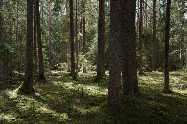 Trees Overgrown Moss Wild Fairytale Forest — ストック写真