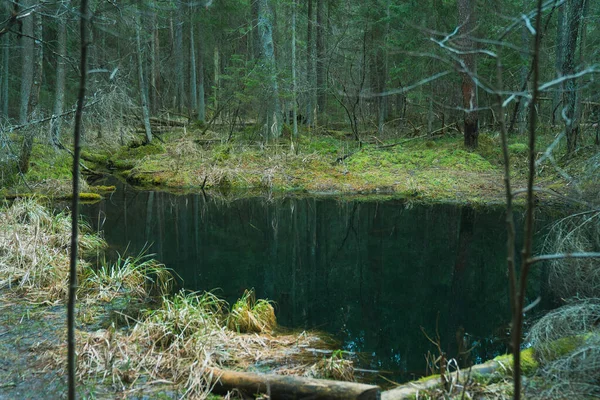 Ein Fluss Wald — Stockfoto