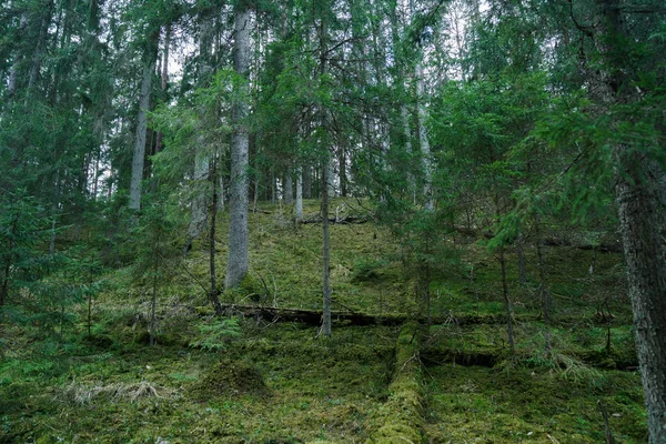 Mit Moos Bewachsene Bäume Wilden Märchenwald — Stockfoto