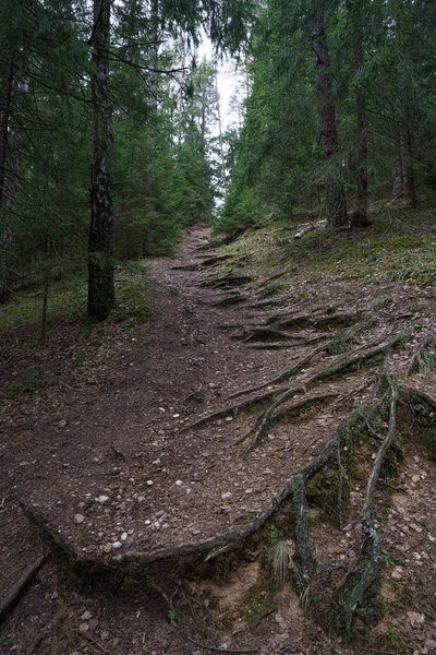 Ein Pfad Einem Dunklen Geheimnisvollen Wald — Stockfoto