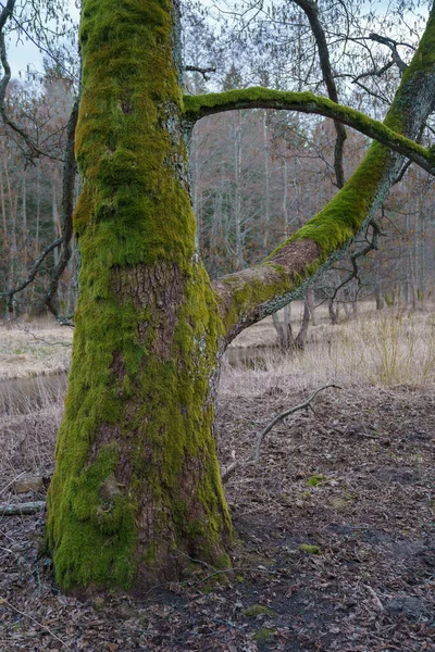 Kouzelný Strom Zarostlý Mechem — Stock fotografie