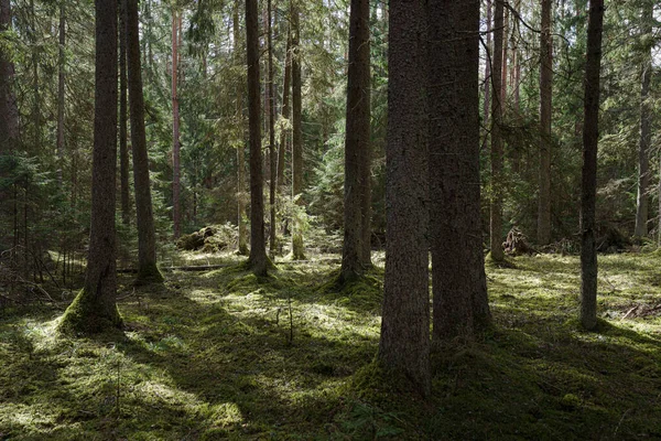 Trees Overgrown Moss Wild Fairytale Forest — Stockfoto