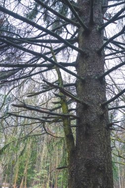 Yosun kaplı sihirli bir ağaç.