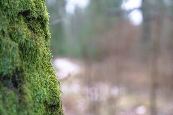 Ein Magischer Baum Mit Moos Bedeckt — Stockfoto