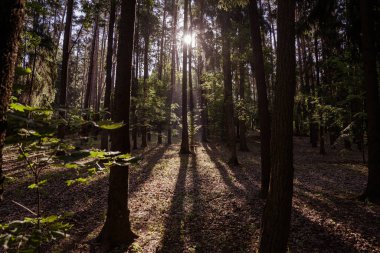 Ormanda sabah güneşleri.