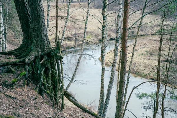 Die Wurzeln Eines Baumes Hohen Ufer Des Flusses — Stockfoto
