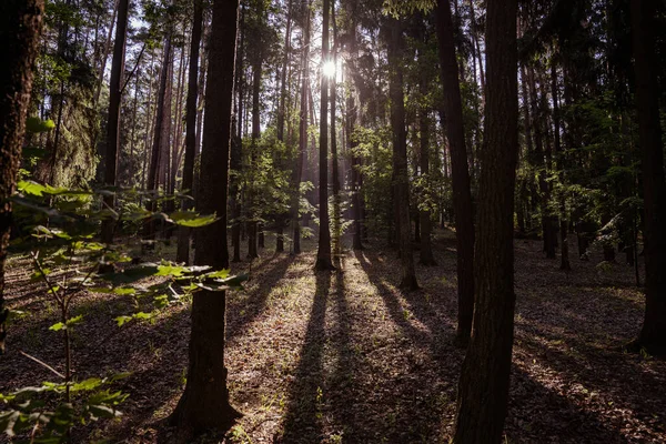 Ormanda sabah güneşleri.